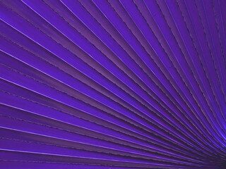 texture of violet palm leaf with line