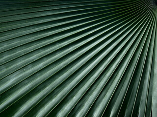 green palm leaf texture, Bismarck palm ( Bismarckia nobilis Hildebr & H.Wendl. ) © srckomkrit