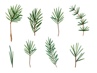 clipart in watercolor spruce branches
