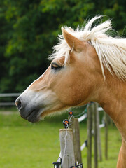 Obraz premium Pretty Horse Headshot