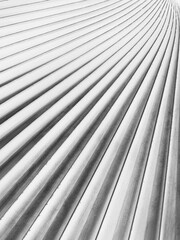 white palm leaf with line texture