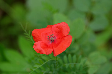 Single red poppy flower on blur green background close up view