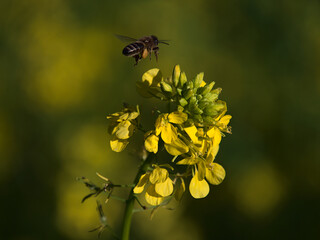 Macro photography of flying wild bee on search for nectar approaching flower head of rapeseed plant with yellow colored blossom on agricultural field in Black Forest, Germany. Focus on flower and bee.