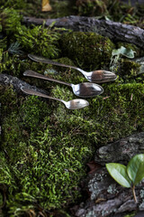 Vintage spoons of different sizes on a bed of moss and bark. Flat lay.
