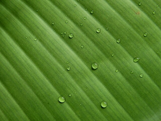 water drops on green banana leaf after rain