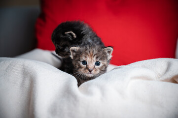Brown and a black kitten on a pillow.The brown kitten looking into the camera couriously while the black looking away.