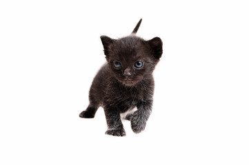 Black kitten with blue eyes looking away, isolated on a white background.