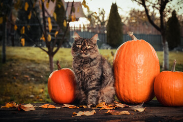 Autumn consept scene with a gray siberian cat, orange pumpkins and leaves in the garden outside.