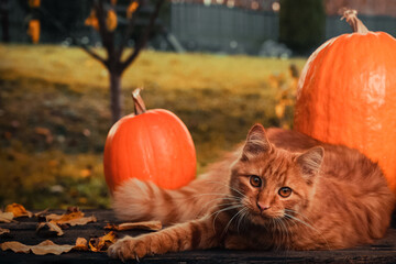 Autumn consept scene with an orange siberian cat, orange pumpkins and leaves in the garden outside.