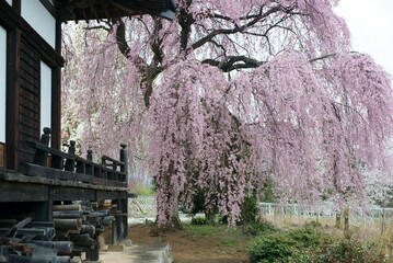 Weeping cherry tree at Manshoji Temple in Yamanashi Prefecture © GS Planning