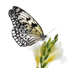 Beautiful rice paper butterfly sitting on freesia flower against white background