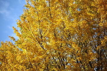 黄色に色付いた銀杏の葉