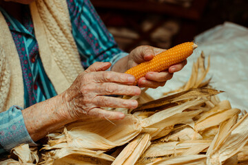 Cropped image of an old lady peeling and selecting with hands corn on a table surrounded by corn peel. Agriculture work.