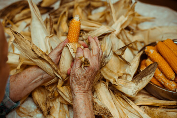 Cropped image of an old lady peeling and selecting with hands corn on a table surrounded by corn peel. Agriculture work.