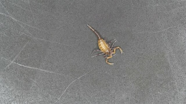 Newborn scorpion Lychas tricarinatus, family Buthidae, Distributed in India. Still soft exoskeleton and poorly developed chelicera and sting (Aculeus)
