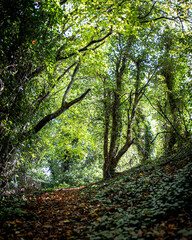 Autumn leaves on forest path