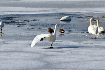 氷の上の白鳥