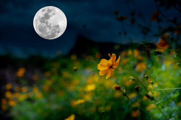 Cosmos flowers garden in the night with full moon.