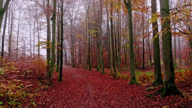 Autumn forest and leafy footpath in Poland
