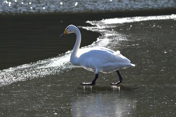氷の上の白鳥