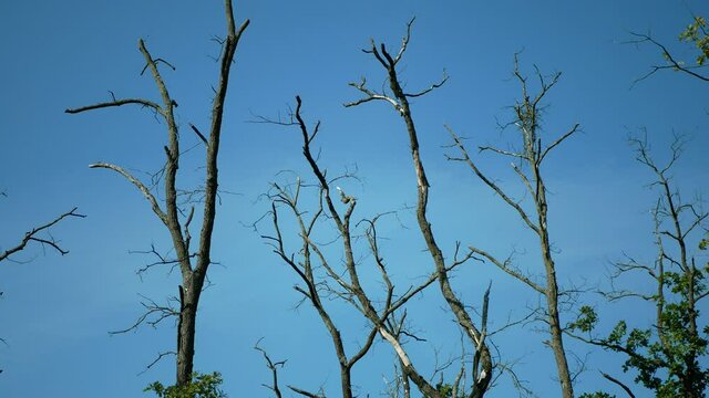 Drought dry branches tree dead lack of groundwater floodplain forest wood without leaves leaf with oaks Quercus robur common oak pedunculate European English wetland, plant vegetation rot decay
