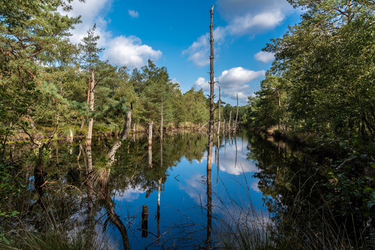 Pietzmoor in Schneverdingen.