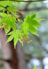 カエデの花