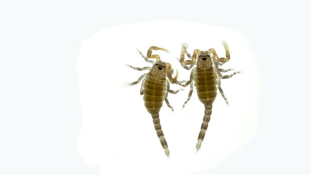 Newborn scorpion Lychas tricarinatus, family Buthidae, Distributed in India. Still soft exoskeleton and poorly developed chelicera and sting (Aculeus)