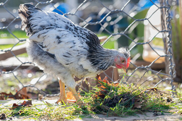 Young cream crested legbar chicken browsing outdoors in the garden, selective focus