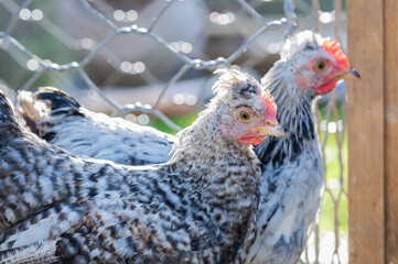 Young cream crested legbar chickens browsing outdoors in the garden, selective focus