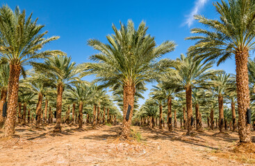 Fototapeta na wymiar Plantation of date palms for healthy food production. Dates production is rapidly developing agriculture industry in desert areas of the Middle East