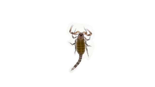 Newborn scorpion Lychas tricarinatus, family Buthidae, Distributed in India. Still soft exoskeleton and poorly developed chelicera and sting (Aculeus)