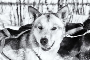 Husky snow sled dogs in Kiruna, Sweden
