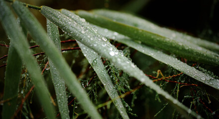 Campo Noviembre