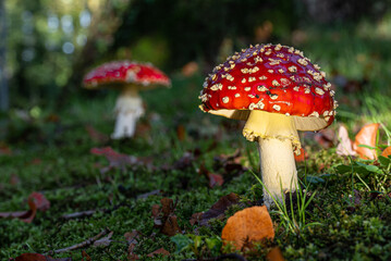 Fliegenpilze am Waldboden.