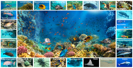 collage of underwater images. Collection of tropical fishes