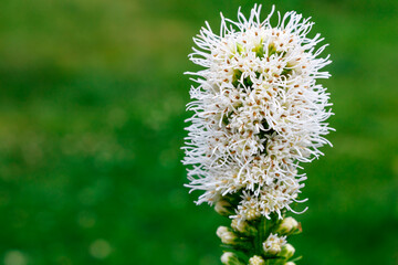 White field flower Liatris on a green background. Hello summer