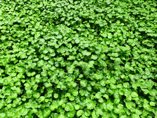 Water Pennywort ( Hydrocotyle umbellata L. ) with water drop after rain, green aquatic plant in the pond