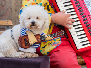 A cute white fluffy dog has been dressed to look as though it is playing a small guitar.The owners...
