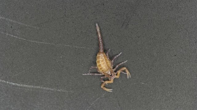 Newborn scorpion Lychas tricarinatus, family Buthidae, Distributed in India. Still soft exoskeleton and poorly developed chelicera and sting (Aculeus)