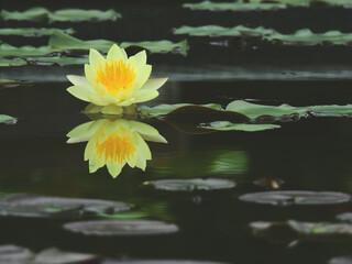 yellow lotus blooming on water in the pond