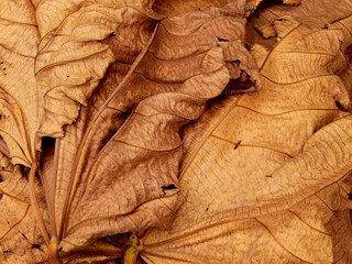 pile of dry brown leaf
