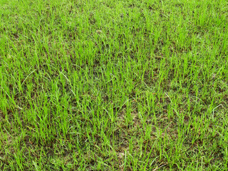 green grass on the lawn texture