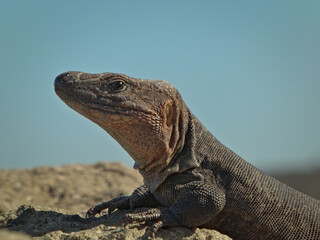 Giant lizard from Gran Canaria (Gallotia stehlini)