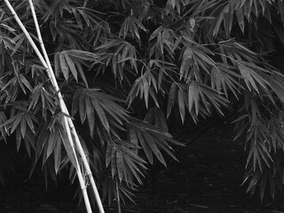 black and white bamboo leaf