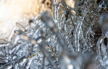 Plants after a night freezing rain in late November