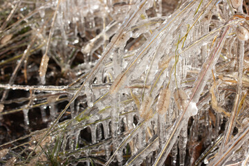 Dry grass broken by the weight of ice