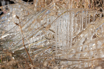 Dry grass broken by the weight of ice