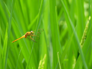 dragonfly on green leaf of rice tree