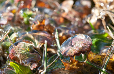 Plants of different colors in an ice shell after a freezing rain